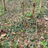 04 Aktion April 25 Feen und Wichtelwald